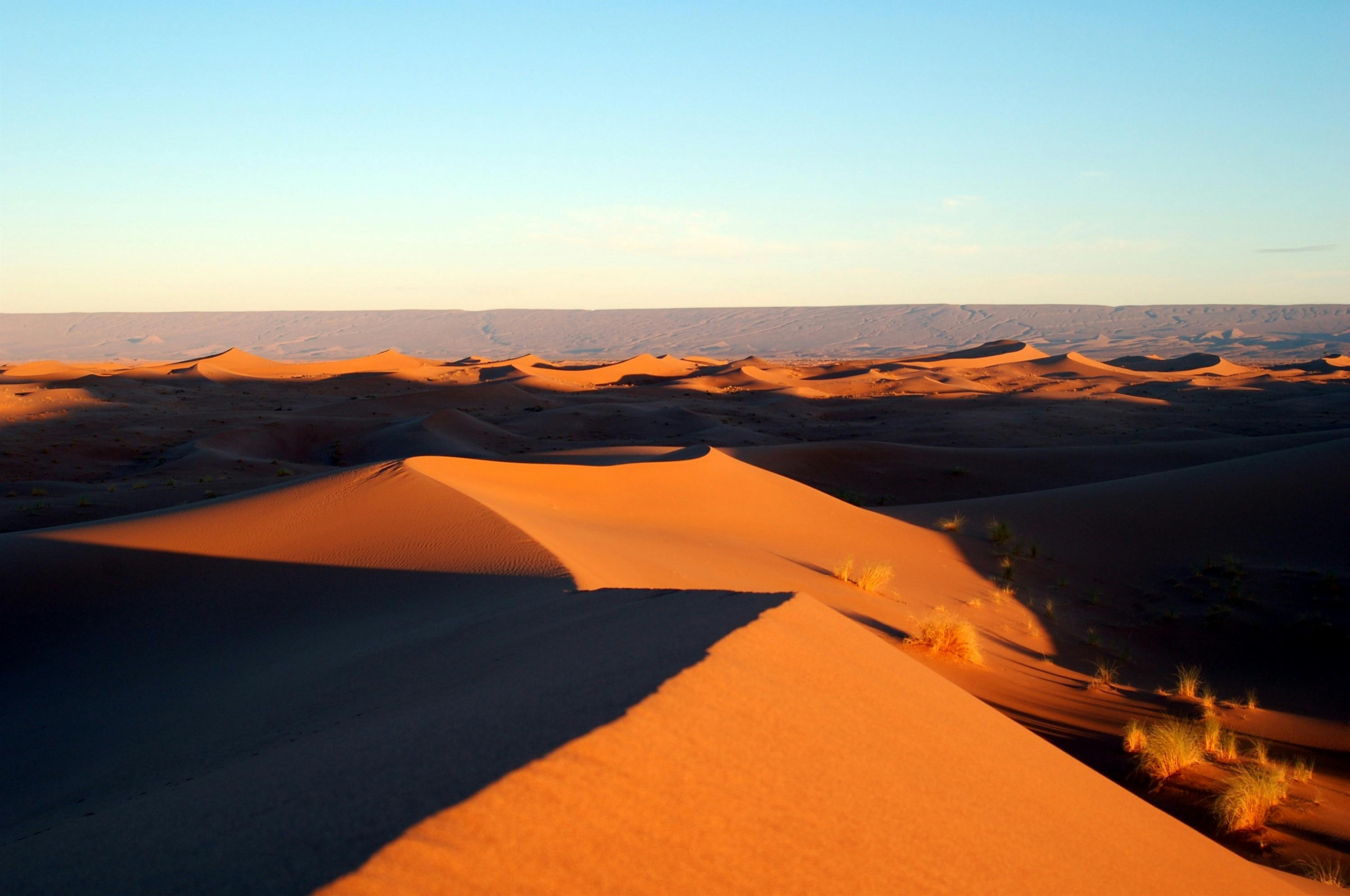 Early Morning Desert Safari
